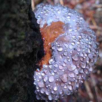 Quis nibh convallis fringilla