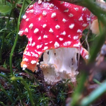 Quis nibh convallis fringilla