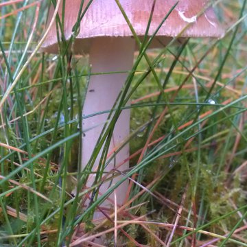 Quis nibh convallis fringilla